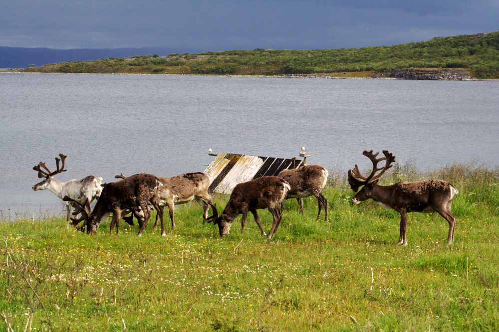 Nordkap, Hurtigruten und Lofoten: Rentiere am Porsangerfjord