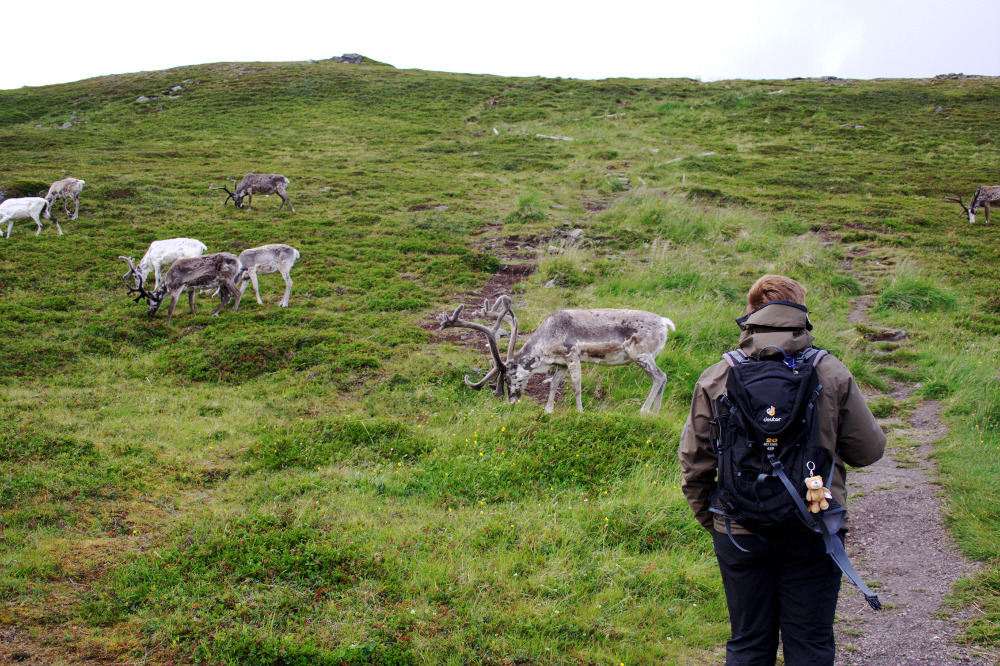 Nordkap, Hurtigruten und Lofoten: Querverkehr