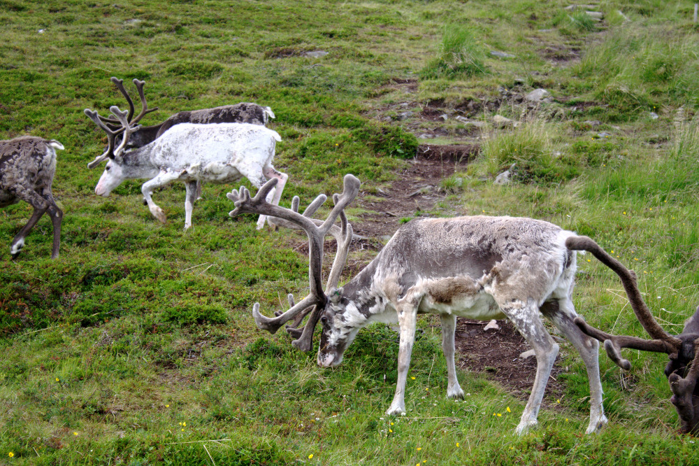Nordkap, Hurtigruten und Lofoten: Rentiere bei Skarsvåg