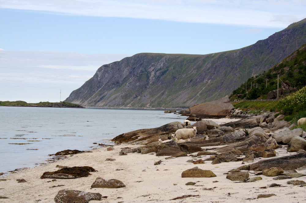 Nordkap, Hurtigruten und Lofoten: Strandschafe