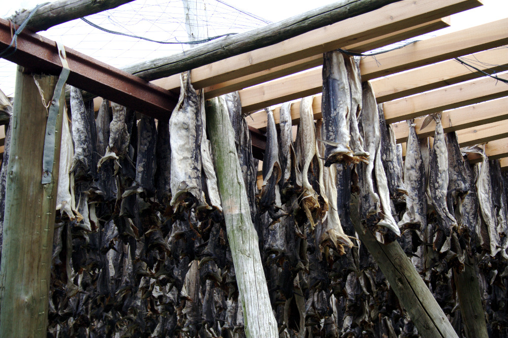 Nordkap, Hurtigruten und Lofoten: Stockfisch