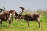 Nordkap, Hurtigruten und Lofoten: Rentiere am Porsangerfjord
