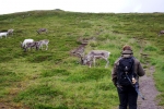 Nordkap, Hurtigruten und Lofoten: Querverkehr