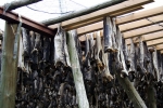 Nordkap, Hurtigruten und Lofoten: Stockfisch