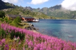 Nordkap, Hurtigruten und Lofoten: Kalle - einfach traumhaft
