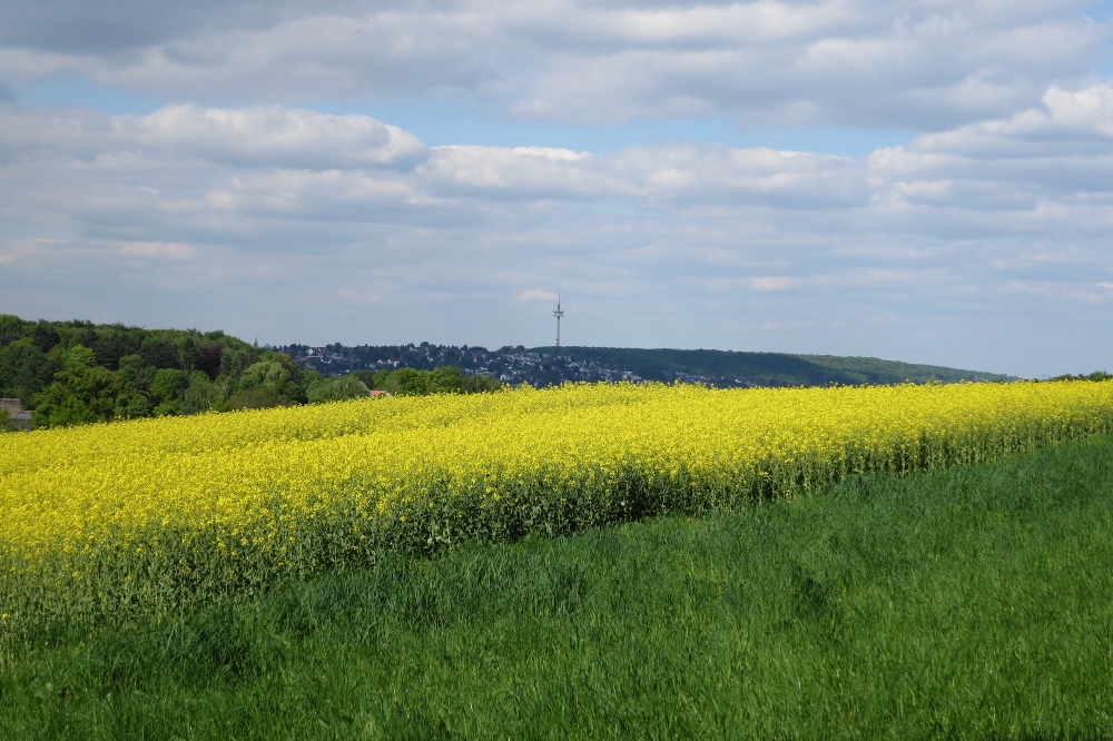 Ruhrsteig – Sigiburg Runde
