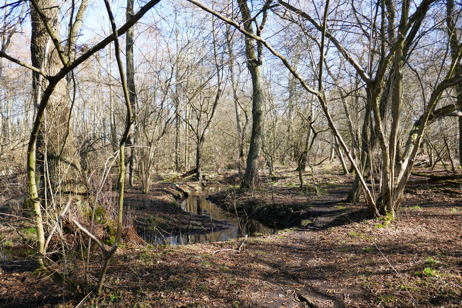 Halde Haniel – Köllnischer Wald und Gipfelglück