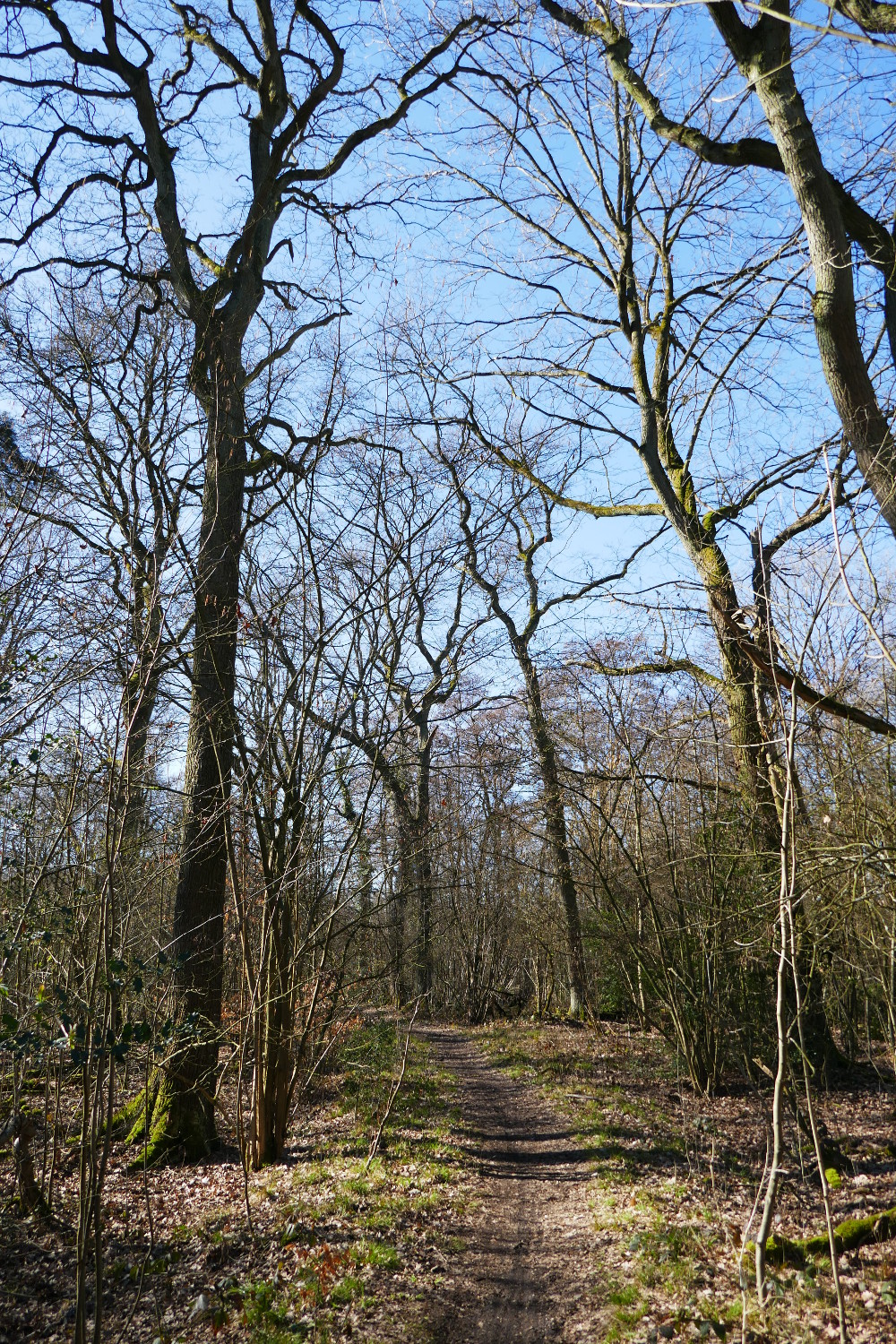 Halde Haniel – Köllnischer Wald und GipfelglückHalde Haniel – Köllnischer Wald und Gipfelglück