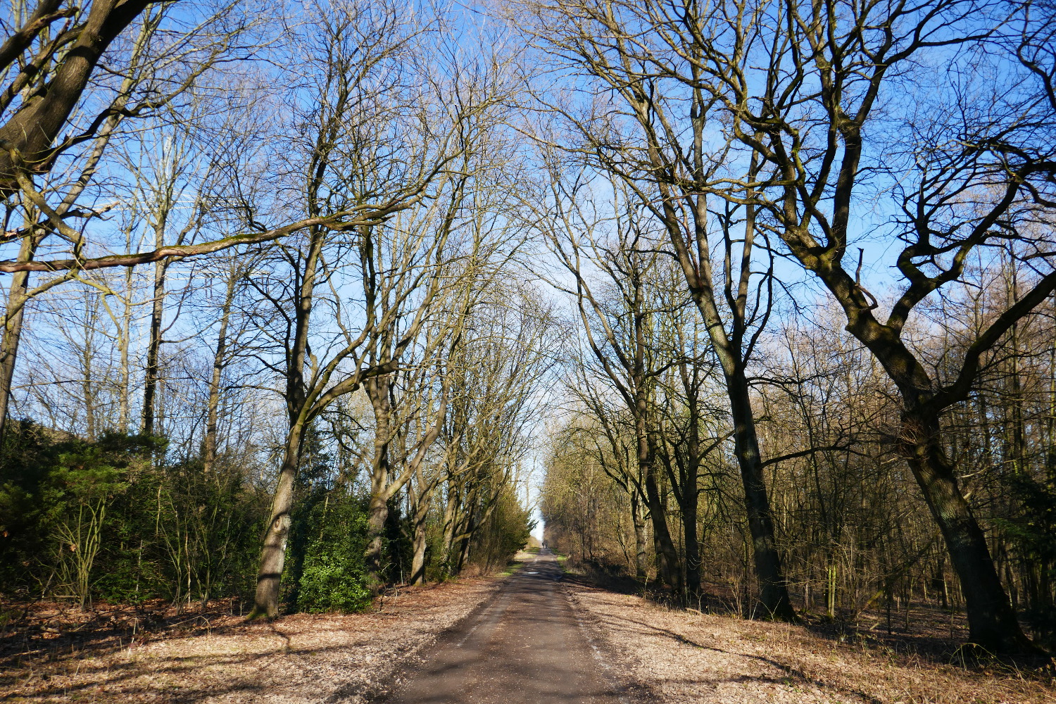 Halde Haniel – Köllnischer Wald und Gipfelglück