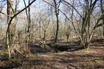 Halde Haniel – Köllnischer Wald und Gipfelglück