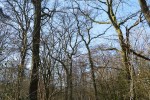 Halde Haniel – Köllnischer Wald und GipfelglückHalde Haniel – Köllnischer Wald und Gipfelglück