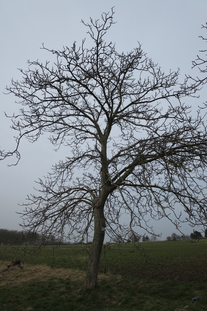 Rheinburgenweg #1