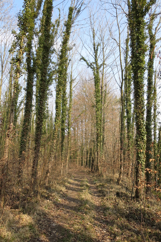 Rheinburgenweg #1