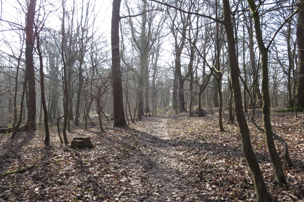 Rheinburgenweg #1