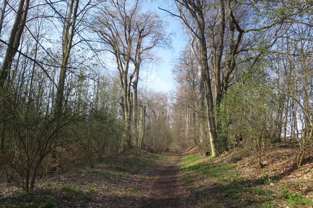 Rheinburgenweg #2 - Allee zum Karmelenberg