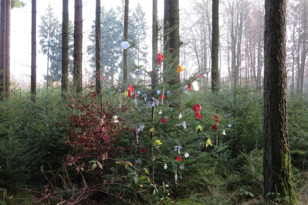 Rheinburgenweg #2 - Ein Weihnachtsbaum mitten im Wald