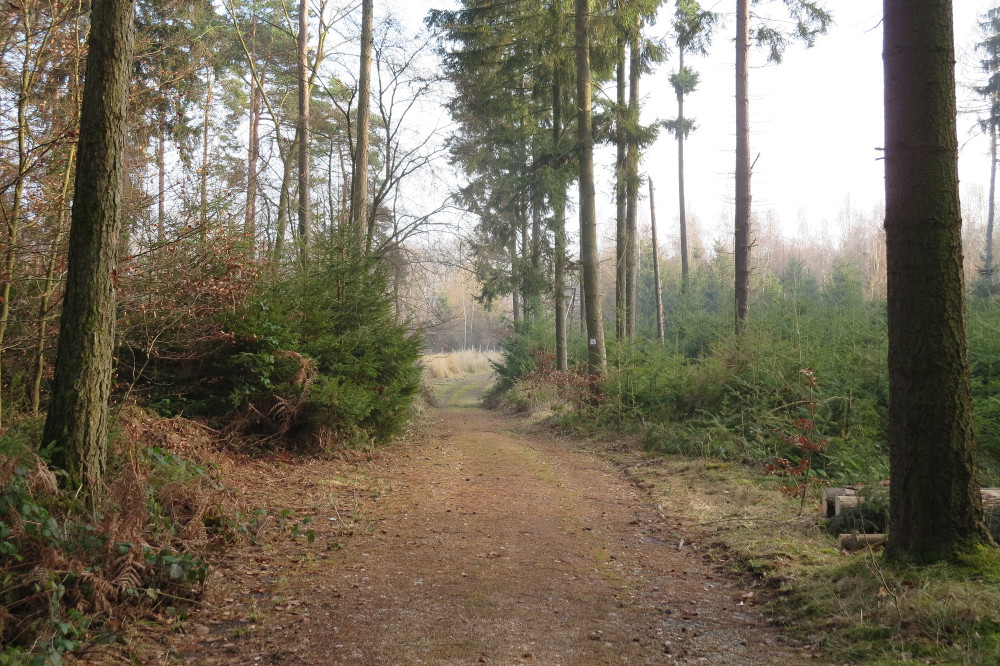 Rheinburgenweg #2 - Im Koblenzer Stadtwald
