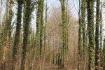 Rheinburgenweg #1