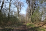 Rheinburgenweg #2 - Allee zum Karmelenberg