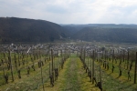 Rheinburgenweg #2 - Weinberge oberhalb von Winningen