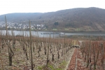 Rheinburgenweg #2 - Weinberge bei Winningen