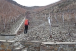 Rheinburgenweg #2 - Hinauf durch die Weinberge