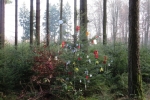 Rheinburgenweg #2 - Ein Weihnachtsbaum mitten im Wald