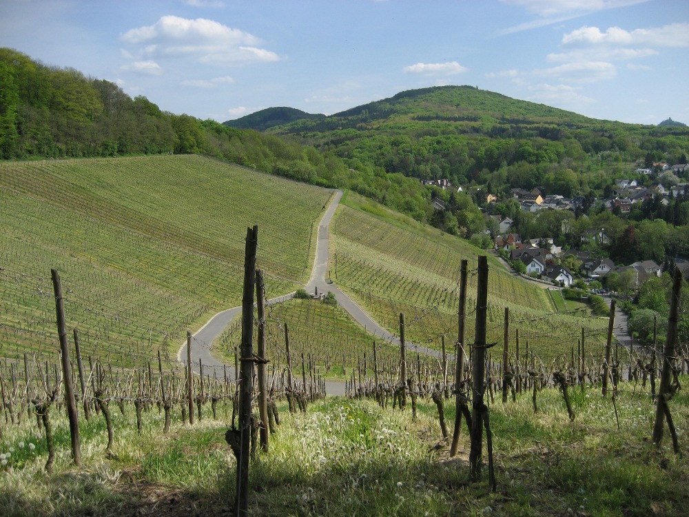 Rheinsteig #1 - Der erste Weinberg unterwegs