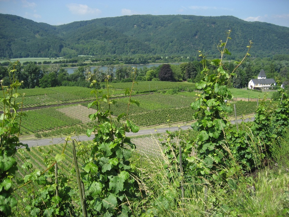 Rheinsteig #4 - Weinberge bei Hubertusburg