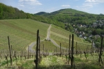 Rheinsteig #1 - Der erste Weinberg unterwegs
