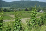 Rheinsteig #4 - Weinberge bei Hubertusburg