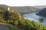 Rheinsteig #11 - In den Weinbergen bei Kaub