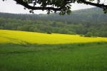 Rheinsteig #13 - Rapsblüte im Taunus