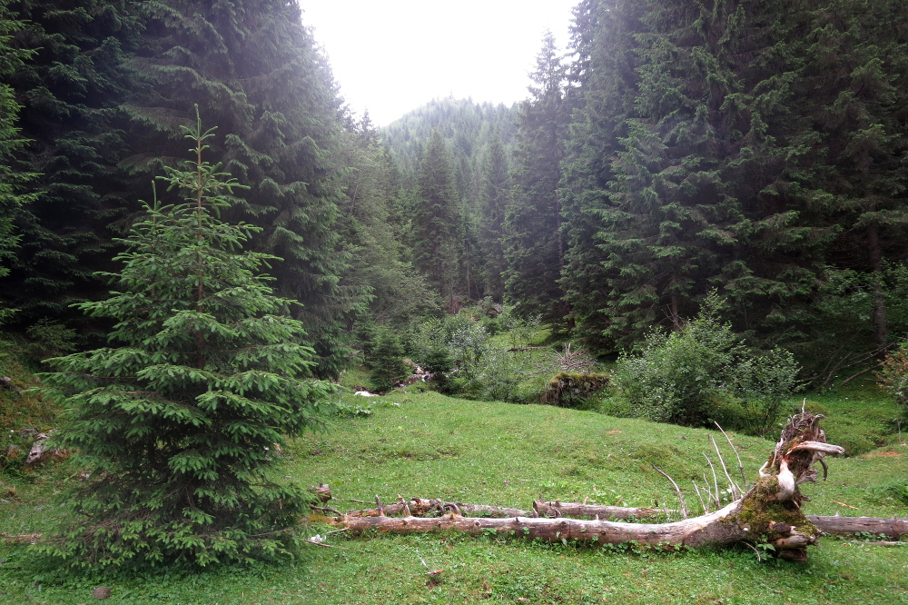Karpaten - Auf dem Weg nach Moeciu de Sus