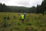 Karpaten - Aufstieg Richtung Piatra Arsa