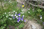 Karpaten - Blumen am Wegesrand