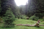 Karpaten - Auf dem Weg nach Moeciu de Sus