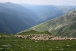 Karpaten - Schafherde im Capra-Tal