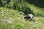 Karpaten - Schäfer mit Lasteseln