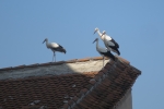 Karpaten - Störche in Biertan