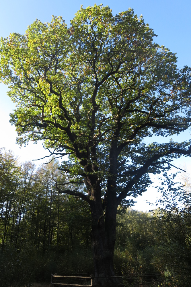 Sauersteig – Lüerwald und Bieberbach – Oesbern - Die dicke Berta