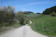 Sauersteig