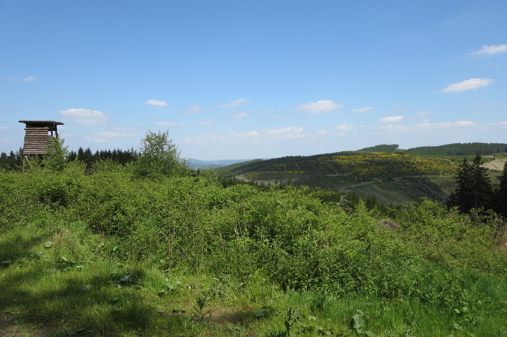 Sauersteig – Wilde 13 – Wildewiese