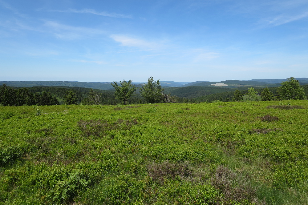 Sauersteig – Kahler Asten-Steig – Westfeld - Hochheide auf dem Kahlen Asten