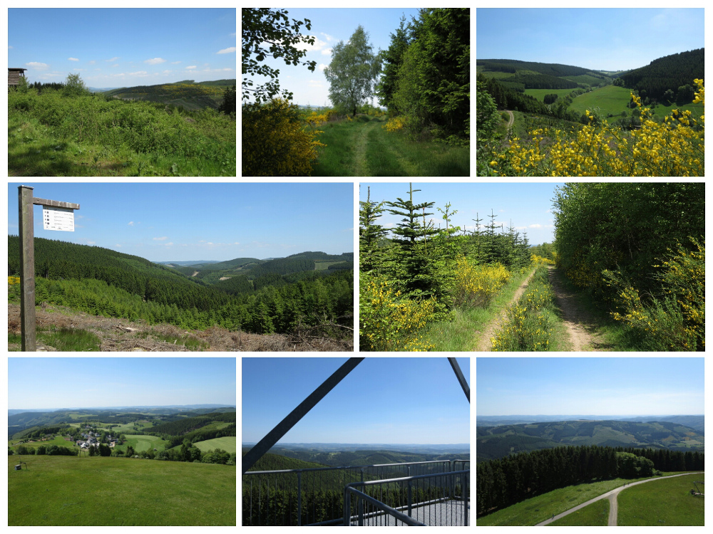 Sauersteig – Wilde 13 – Wildewiese