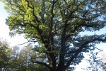 Sauersteig – Lüerwald und Bieberbach – Oesbern - Die dicke Berta