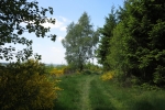Sauersteig – Wilde 13 – Wildewiese