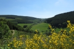 Sauersteig – Wilde 13 – Wildewiese