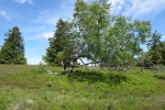 Sauersteig – Kahler Asten-Steig – Westfeld - Hochheide auf dem Kahlen Asten