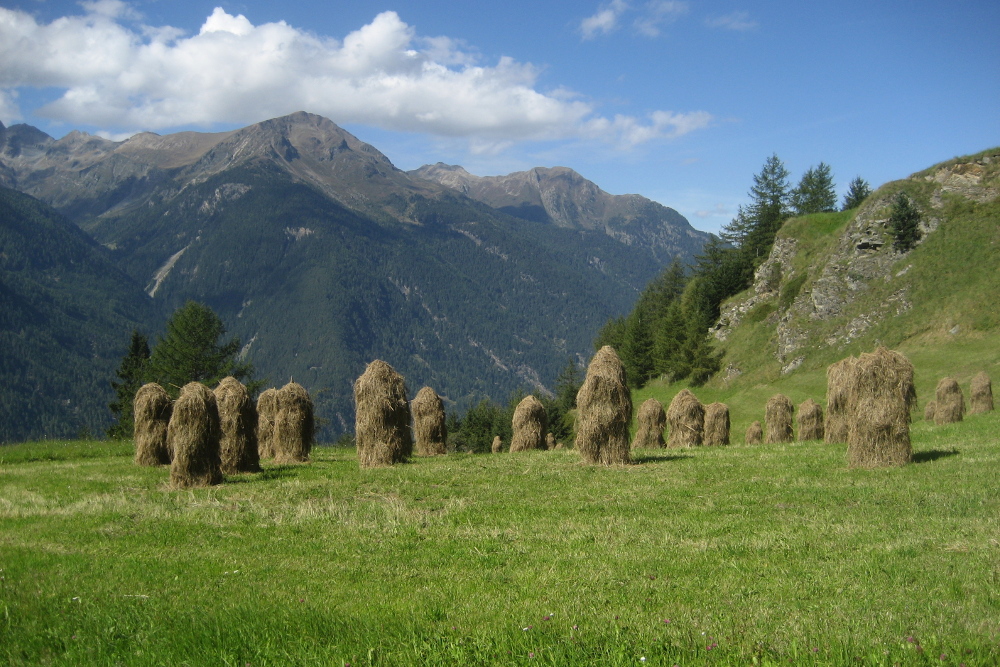 Heuernte